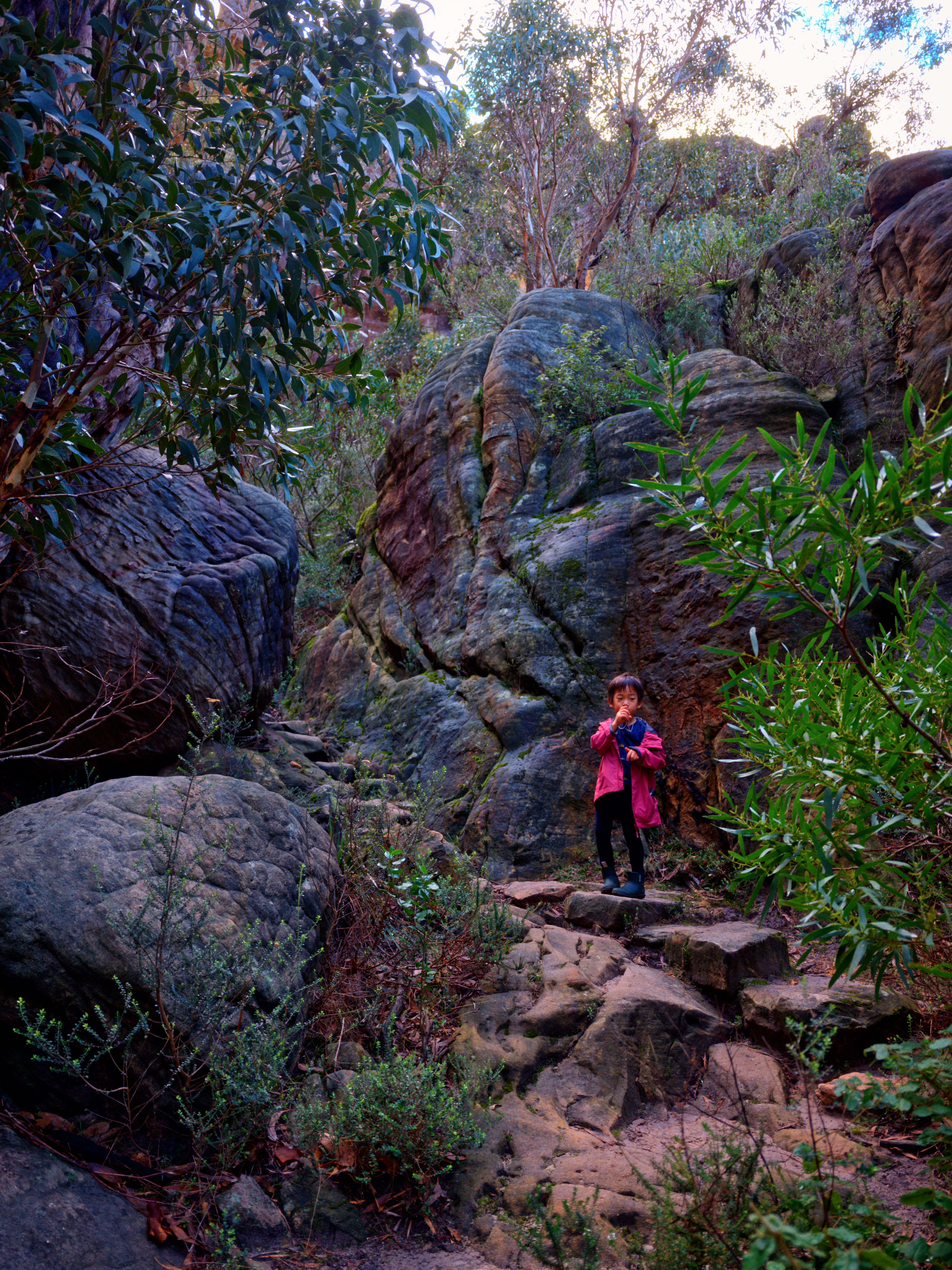 Kaisei on the way up Mt Stapylton